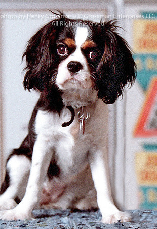 Maggie the wonderdog